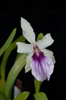 Images Dated 20th August 2014: Miltonia spectabilis Lindley
