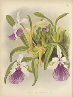 Botanical Illustration Collection: Miltonia spectabilis (Pansy orchid), 1882-1897