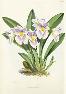 Illustration Collection: Miltoniopsis vexillaria (Colombian pink pansy orchid), 1874