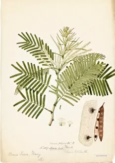 Botanical Art Collection: Mimosa suma, R