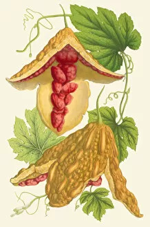 Foodstuff Collection: Momordica charantia, 1854