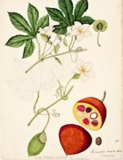 Cucurbitaceae Collection: Momordica mixta, Roxb