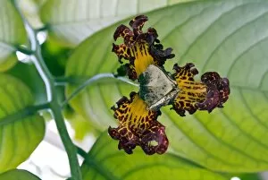 Edible Plant Collection: Monodora myristica
