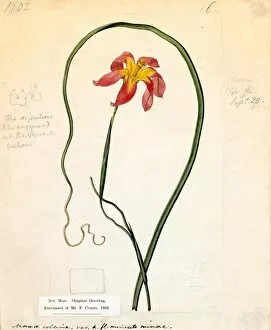 Moraea collina (Lesser equal-flowered Moraea), 1814