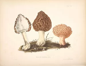 Botanical Drawing Collection: Morchella esculenta, 1847-1855