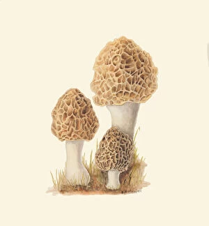 Fungi Collection: Morchella esculenta, c.1915-45