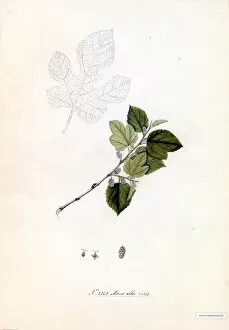 Moraceae Gallery: Morus alba, Willd. (White morus)