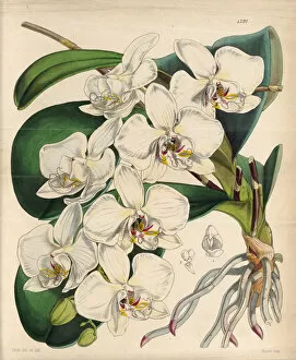 Images Dated 24th April 2020: Moth orchid (Phalaenopsis), 1847