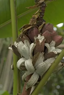 Flowers Collection: Musa velutina, self peeling banana, native to Assam, East Himalaya