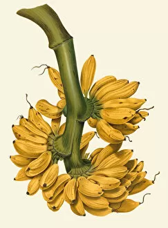 Botanical Illustration Gallery: Musa x paradisiaca, 1863