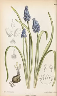Purple Flower Gallery: Muscari szovitsianum, 1886