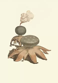 Illustration Gallery: Myriostoma coliforme, 1795-1815
