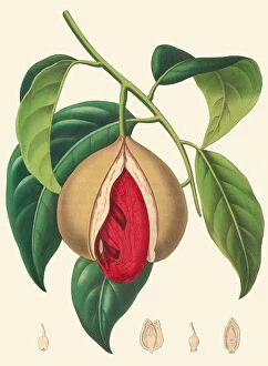 Plant Structure Collection: Myristica fragrans, 1856
