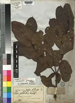 Herbarium Collection: MYRTACEAE Eucalyptus globulus
