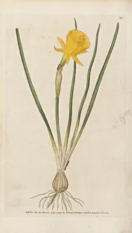 18th Century Gallery: Narcissus bulbocodium, 1790