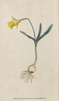 Curtis's Botanical Magazine Gallery: Narcissus minor, 1787