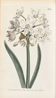 Curtiss Botanical Magazine Gallery: Narcissus papyraceus, 1806