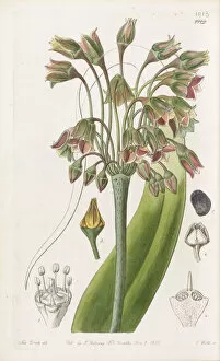 Pink Flower Gallery: Nectaroscordum siculum, 1836