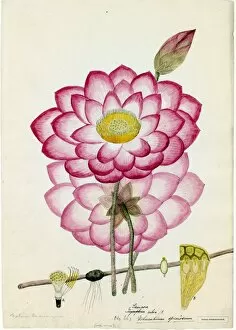 Botanical Art Gallery: Nelumbium speciosum, Willd. (Lotus)