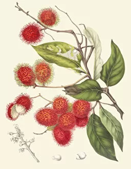 Botanical Art Collection: Nephelium lappaceum, 1863