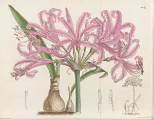 Images Dated 6th May 2020: Nerine bowdenii, 1907