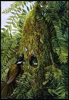 Paintings Collection: Nest of the Coachmans Whip Bird, in a Bunya-Bunya, Queensland