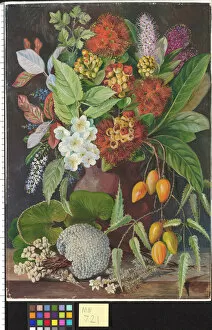 Images Dated 12th April 2010: New Zealand Flowers and fruit Marianne North Painting 721