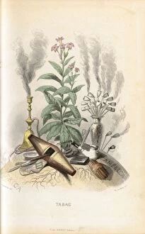 Botanical Illustration Collection: Nicotiana tabacum (Tobacco), 1847