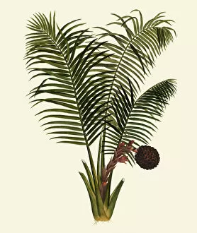 Plant Portrait Collection: Nipa fruticans, c. 1800