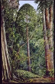 Forest Gallery: No. 767. Study of the Bunya-Bunya