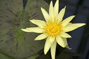 Yellow Flower Gallery: Nymphaea