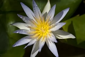 Blue Lotus Collection: Nymphaea caerulea