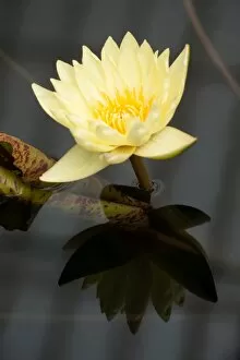 Nymphaeaceae Collection: Nymphaea Carlas Sonshine