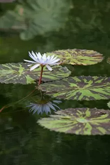 Water Lily Gallery: Nymphaea Carlos Magdalena