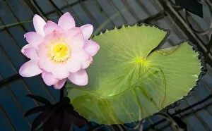 Kew Living Collection Gallery: Nymphaea carpentariae, Andre Leu