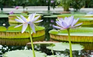 Water Lily Gallery: Nymphaea carpentariae x violacea