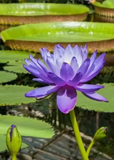 Pond Life Gallery: Nymphaea, Kew, Stowaway blues