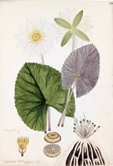 Botanical Art Gallery: Nymphaea lotus, Willd
