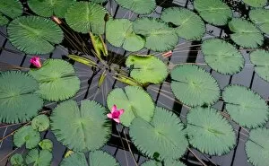 Pond Life Gallery: Nymphaea Piyalarp