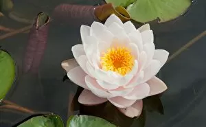Horticultural Gallery: Nymphaea Rattana Ubol