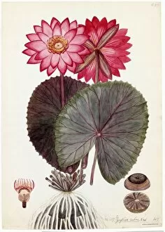 Watercolour On Paper Collection: Nymphaea rubra, R