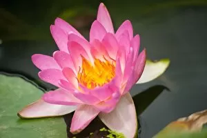 Water Gallery: Nymphaea Siam Pink, waterlily