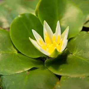 Nymphaea thermarum is the smallest waterlily in the world