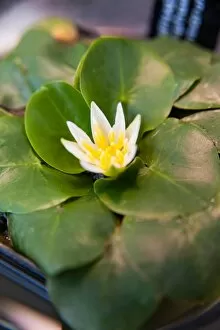 Flowers Gallery: Nymphaea thermarum is the smallest waterlily in the world