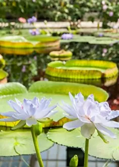 Kew Living Collection Gallery: Nymphaea violacea x colorata