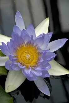 Nymphaea Collection: Nymphaeaceae