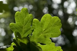 Images Dated 2nd March 2009: Oak Leaf