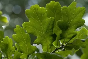 Images Dated 19th June 2008: Oak Leaf
