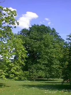 Trees in the landscape Gallery: oak, quercus robur