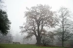 Trees in the landscape Collection: oak tree in the mist